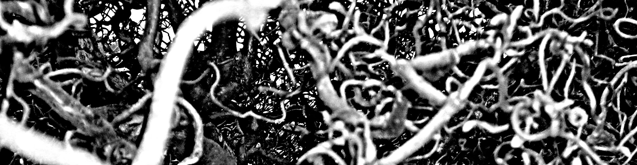 griefs a stinker.jpg